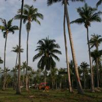 Út a partra tehenekkel