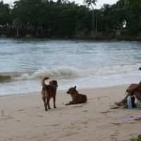 Secret Beach kóbor kutyákkal