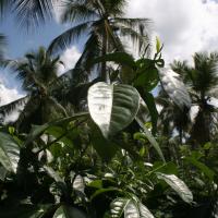 Handunugoda Tea Estate