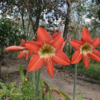 Handunugoda Tea Estate