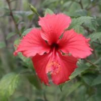 Handunugoda Tea Estate