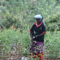 Handunugoda Tea Estate