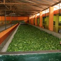 Handunugoda Tea Estate