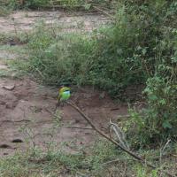 Udawalawe National Park