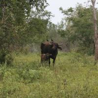 Udawalawe National Park