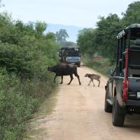 Udawalawe National Park