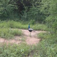 Udawalawe National Park
