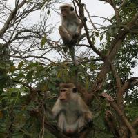 Udawalawe National Park