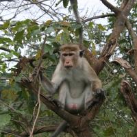 Udawalawe National Park