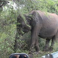Udawalawe National Park