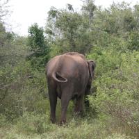 Udawalawe National Park