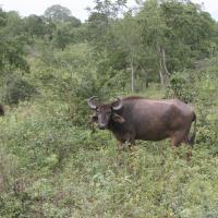 Udawalawe National Park