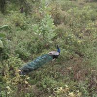 Udawalawe National Park