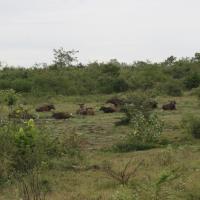 Udawalawe National Park