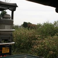 Udawalawe National Park