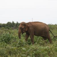 Udawalawe National Park