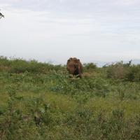 Udawalawe National Park