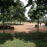 Elephant Transit Home