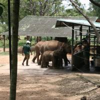 Elephant Transit Home