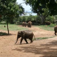 Elephant Transit Home