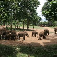 Elephant Transit Home