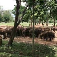 Elephant Transit Home