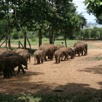 Elephant Transit Home
