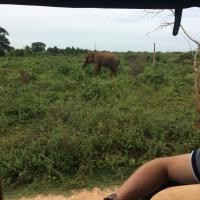 Udawalawe National Park