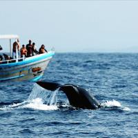 Whale Watching (nem saját kép)