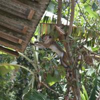 Szokásos majomkodás