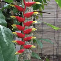 Bali szállás kertje