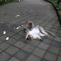 Sacred Monkey Forest Sanctuary