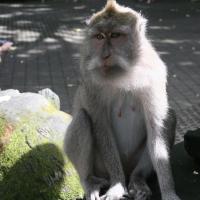 Sacred Monkey Forest Sanctuary