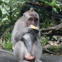 Sacred Monkey Forest Sanctuary