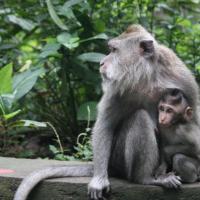 Sacred Monkey Forest Sanctuary