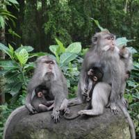 Sacred Monkey Forest Sanctuary
