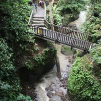 Sacred Monkey Forest Sanctuary