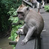 Sacred Monkey Forest Sanctuary
