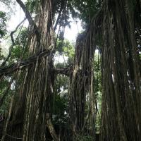 Sacred Monkey Forest Sanctuary