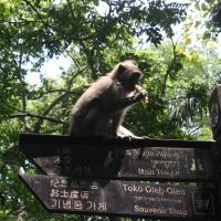 Sacred Monkey Forest Sanctuary