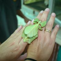 Óriás vándorló levél