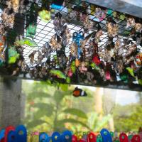 Bábok és friss lepkék