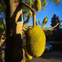 Jackfruit