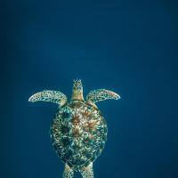 Ilyen teknőssel úszni (nem saját kép)